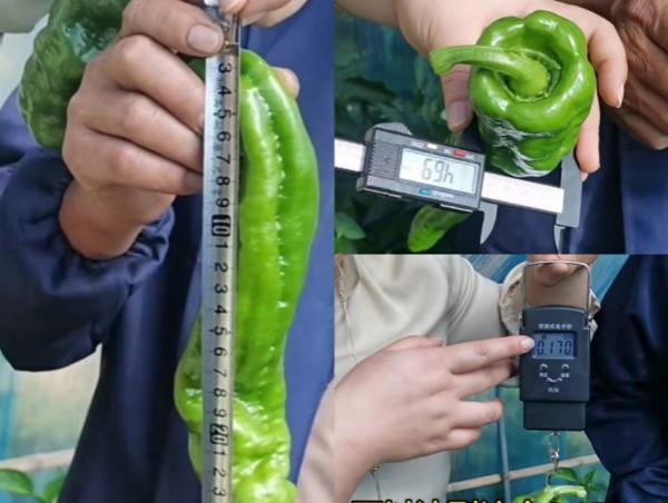 谢大哥1经过测量辣椒果长、径粗、重量足。.jpg