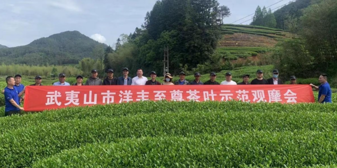 2022年洋丰至尊茶叶示范观摩会现场.jpg