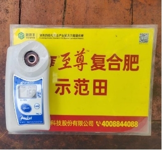 示范葡萄底部果糖度比对照高1.2度.jpg