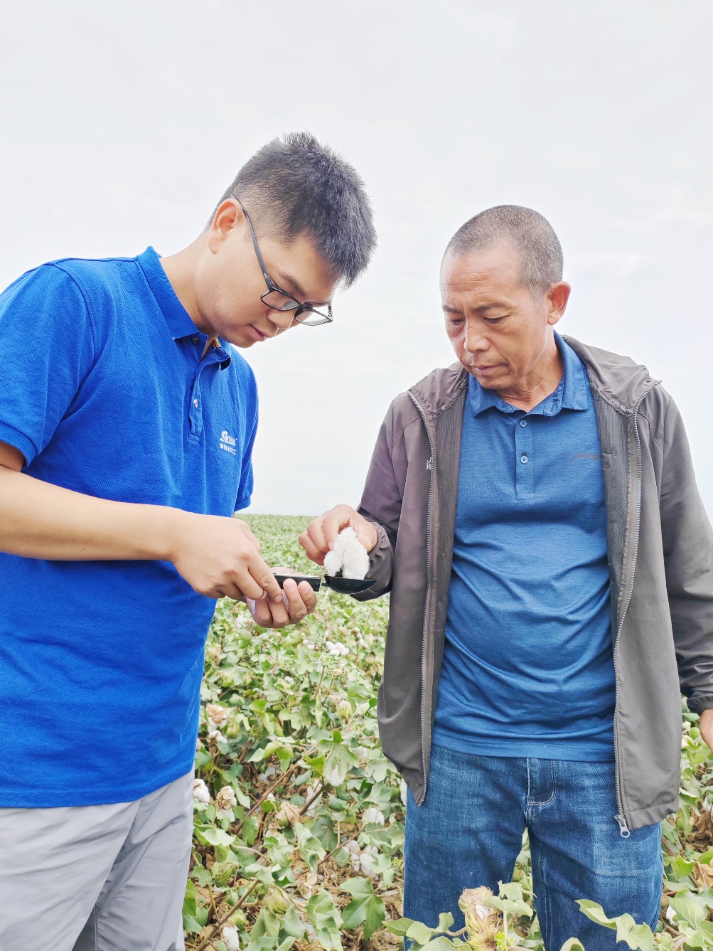 J9九游会农艺师李春侨（左），在种植户陈克明（右）的棉田进行单铃测重，预估产量.jpg